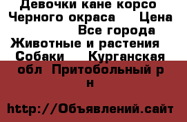 Девочки кане корсо. Черного окраса.  › Цена ­ 65 000 - Все города Животные и растения » Собаки   . Курганская обл.,Притобольный р-н